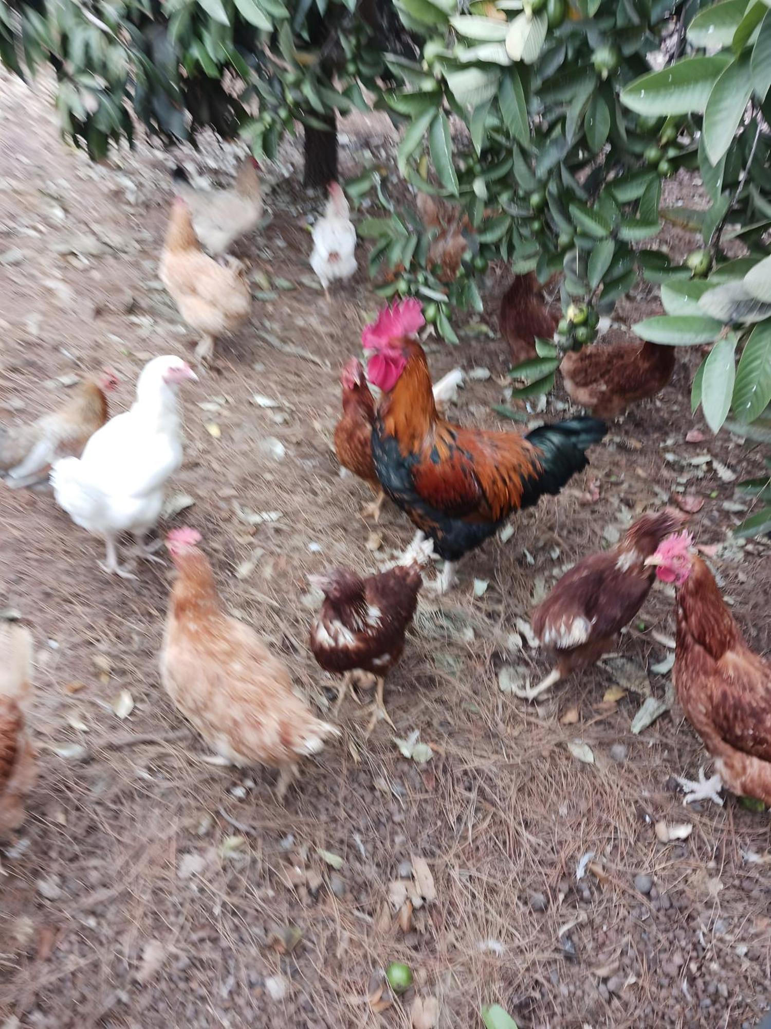Finca Aramai Адехе Экстерьер фото